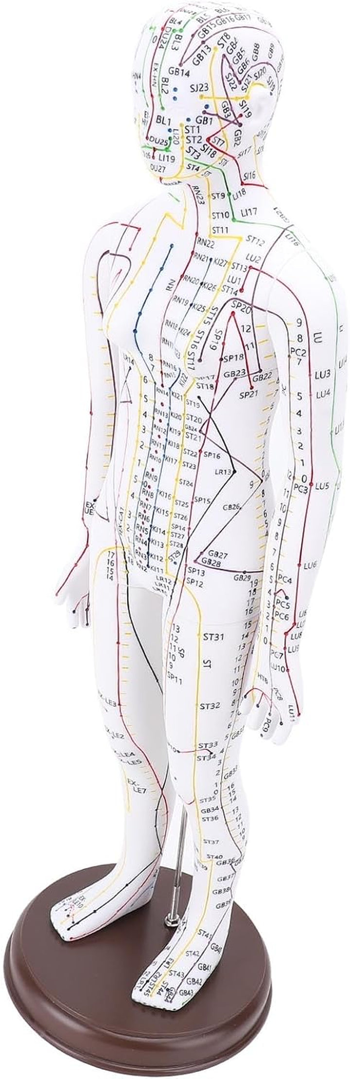 Acupuncture Model, 52Cm PVC Human Body Model with Accurate Acupoint Positioning and Sturdy Base, with Manual for Traditional Acupuncture Training and Practice (Women Type)