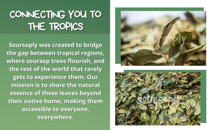 – Premium Dried Soursop Leaves (100G) | Whole Dried | No Additives | Vegan