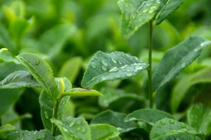 Enriching after Sun Body Butter - 250 Ml, 12-Hour Moisturisation, with Shea Butter, Coconut Scent, Vegan