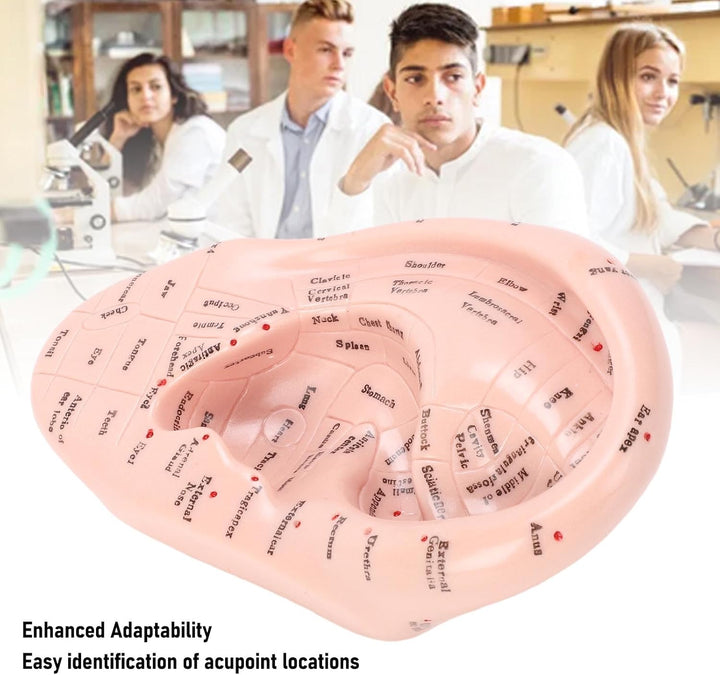 Ear Model Ear Acupuncture Model, 17Cm Acupuncture Ear Massage Model, Reflexology Acupuncture Teaching Tool Display Laboratory Supplies for Teaching Reflexology