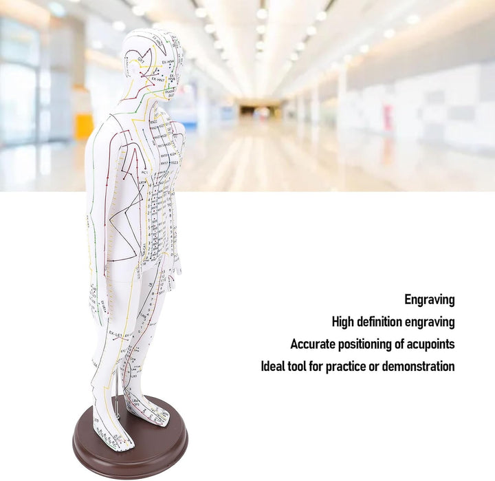 Acupuncture Model, 52Cm PVC Human Body Model with Accurate Acupoint Positioning and Sturdy Base, with Manual for Traditional Acupuncture Training and Practice (Women Type)