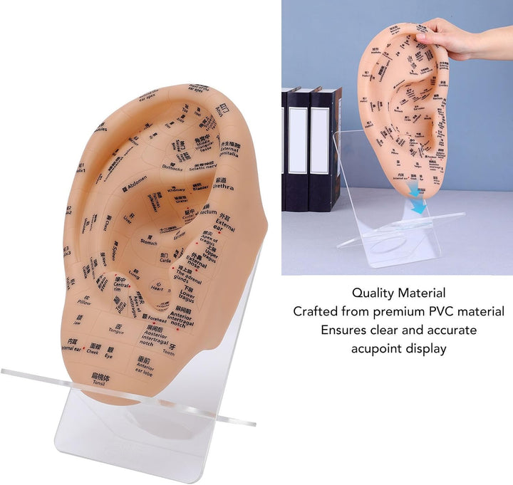 Ear Acupuncture Point Model, Clear Marked Acupoints Long Lasting Prints Adaptive Design with Resilient PVC Material for Practice Chinese Acupressure Learning