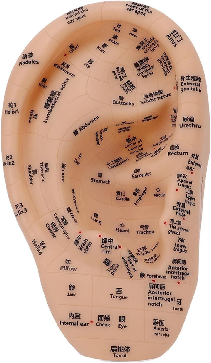 Ear Acupuncture Point Model Ear Zone Massage Model Laboratory Supplies for Acupoints Pressure Point Learning 30X17Cm