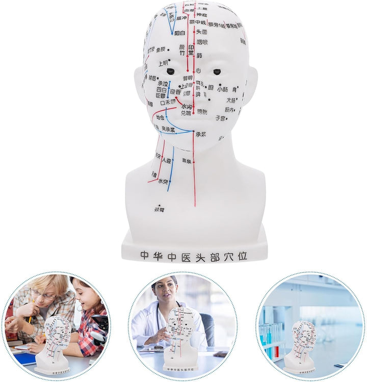 Medical Head Acupuncture Model with Facial Acupoints Soft PVC Human Head for Teaching Home School and Hospital Use and Detailed Acupoint Point Display