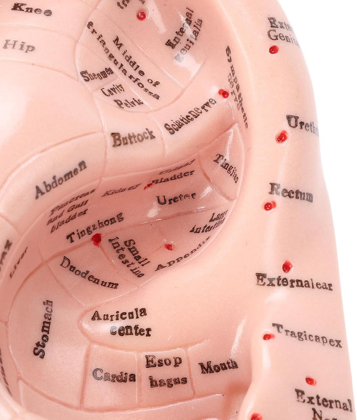 Ear Acupuncture Model - 17Cm Ear Zone Model, Ear Massage Model, Display Laboratory Supplies, Ear Acupoints Pressure Point Learning