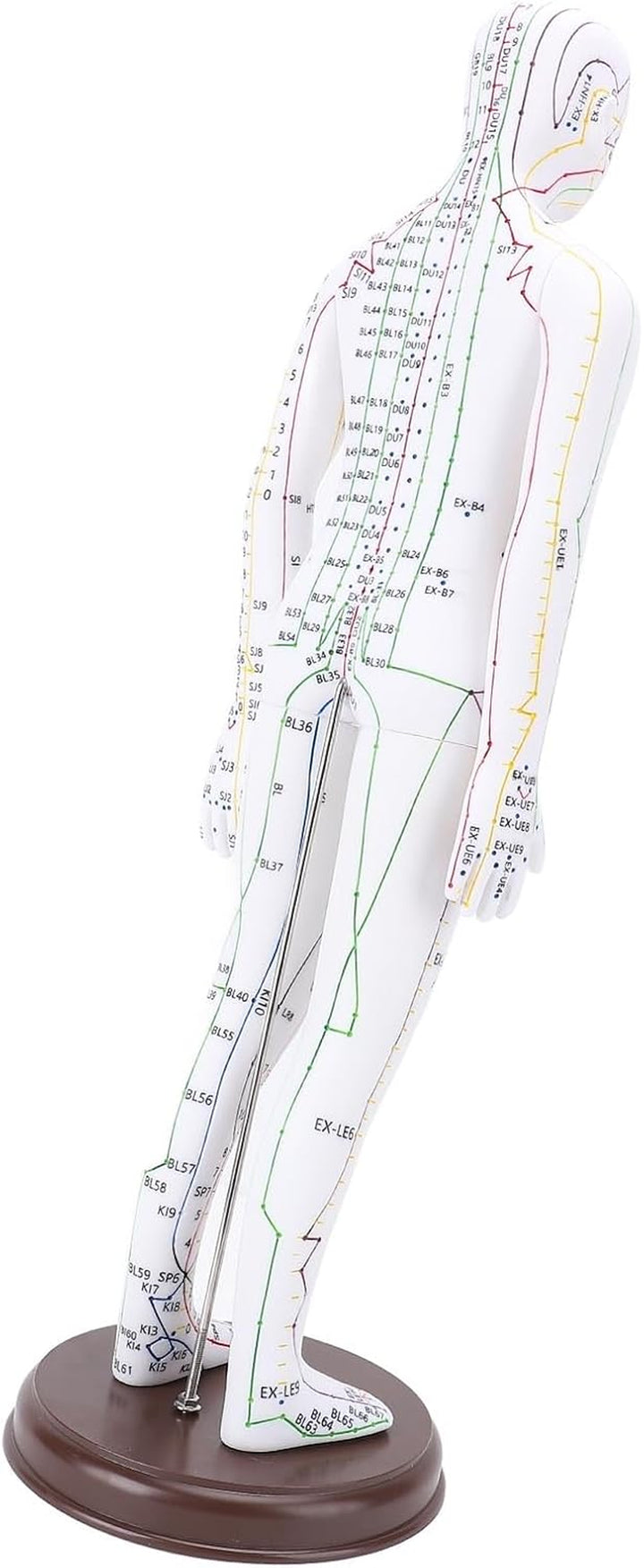 Acupuncture Model, 52Cm PVC Human Body Model with Accurate Acupoint Positioning and Sturdy Base, with Manual for Traditional Acupuncture Training and Practice (Women Type)