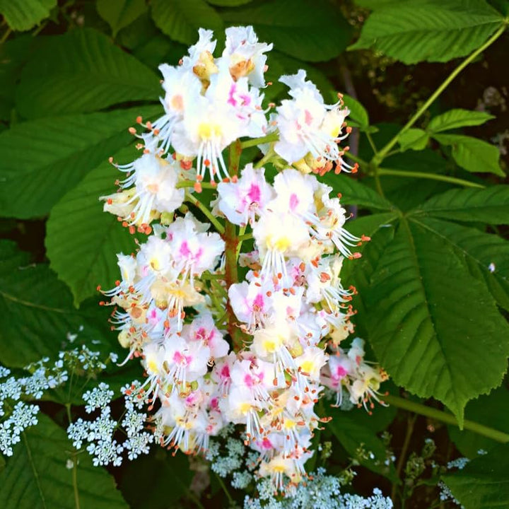 Bach Original Flower Remedies (White Chestnut) Live the Day, Stay Tranquil, Emotional Wellness, Natural Flower Essence, 20Ml