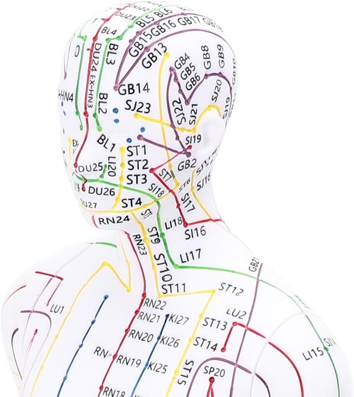 Acupuncture Human Model, 52Cm Female Full Body Acupuncture Doll Human Point Location Mannequin for Student Teaching Demonstration Needle Insertion Practice (Men Type)