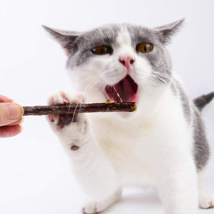 5 Pcs L Polygonum Stick for Cleaning Teeth Molar Ks Silvervine Chew Dental Care Polygonum Multiflorum