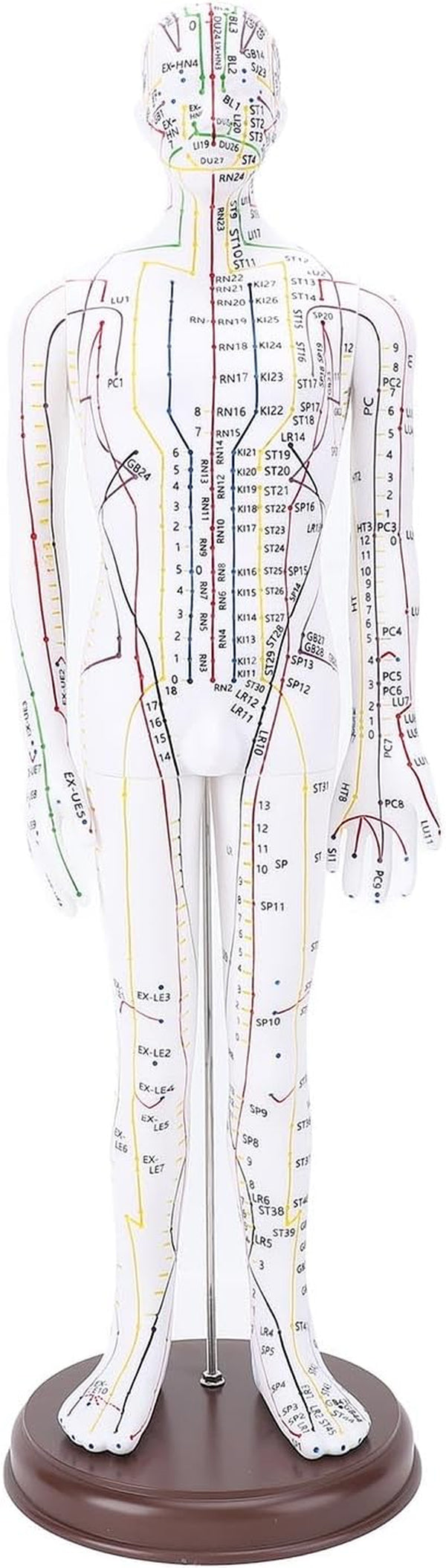 Acupuncture Human Model, 52Cm Female Full Body Acupuncture Doll Human Point Location Mannequin for Student Teaching Demonstration Needle Insertion Practice (Men Type)