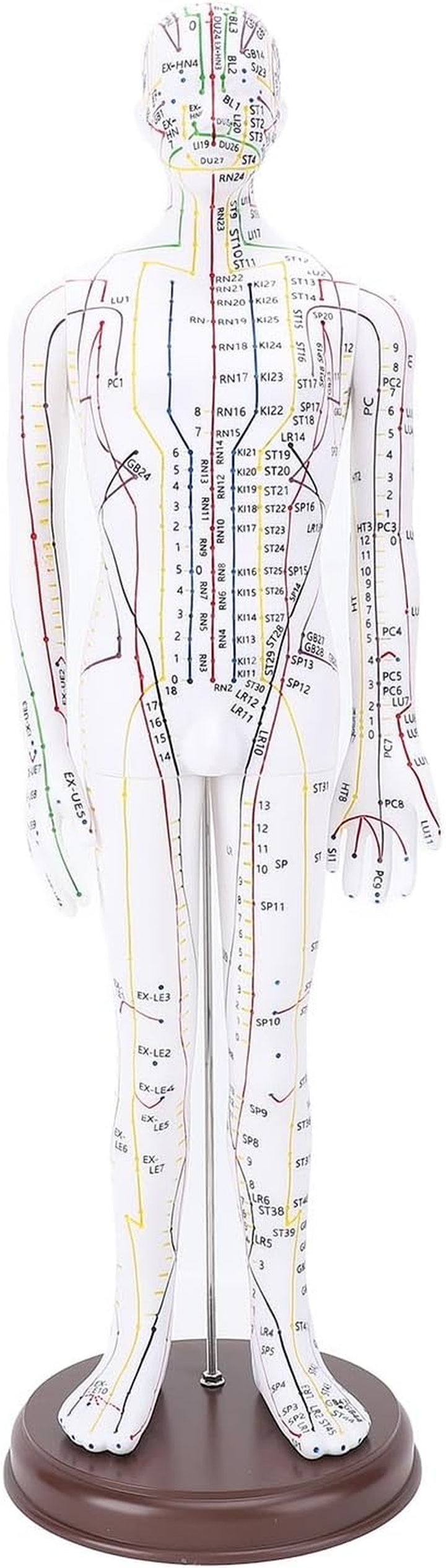 Acupuncture Human Model, 52Cm Female Full Body Acupuncture Doll Human Point Location Mannequin for Student Teaching Demonstration Needle Insertion Practice (Men Type)