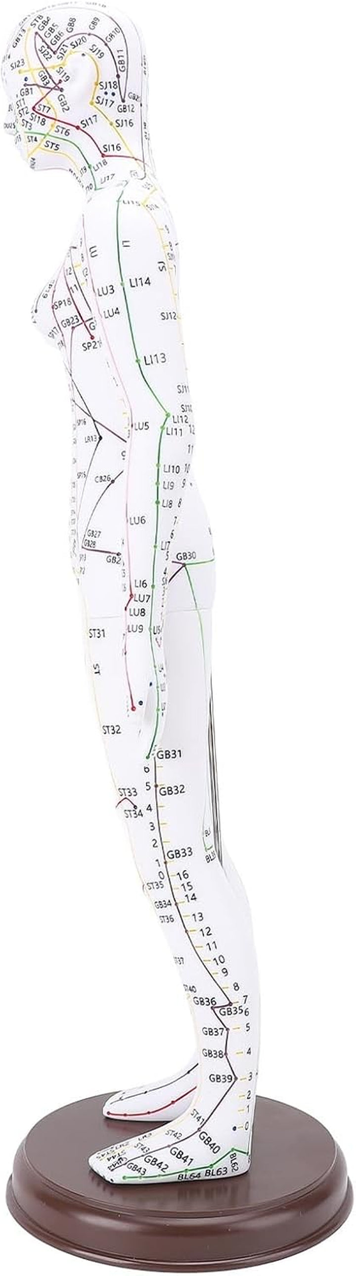 Acupuncture Model, 52Cm PVC Human Body Model with Accurate Acupoint Positioning and Sturdy Base, with Manual for Traditional Acupuncture Training and Practice (Women Type)