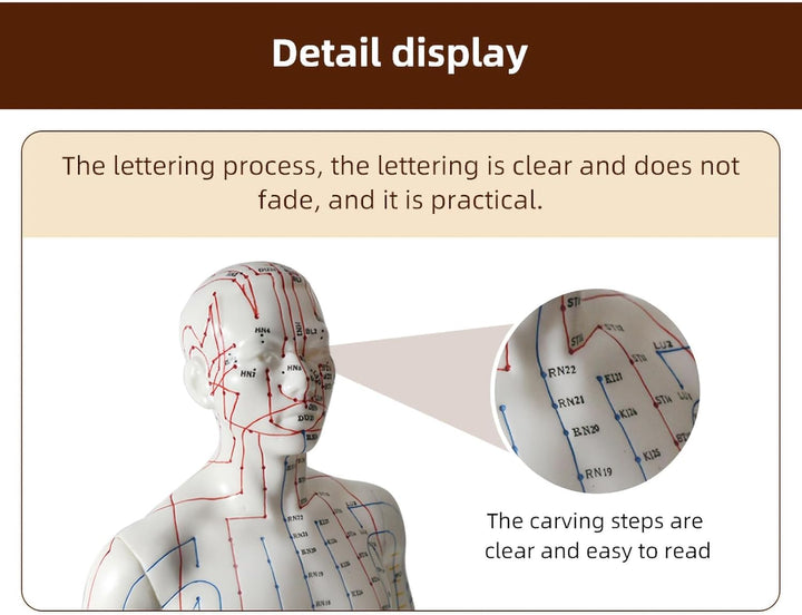 Acupuncture Point Model - 50 Cm Human Body Diagram with Engraved English Code for Meridian Massage and Needle Map, Soft Material, Ivory
