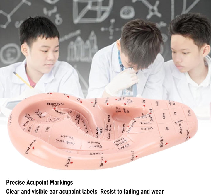 Ear Model Ear Acupuncture Model, 17Cm Acupuncture Ear Massage Model, Reflexology Acupuncture Teaching Tool Display Laboratory Supplies for Teaching Reflexology