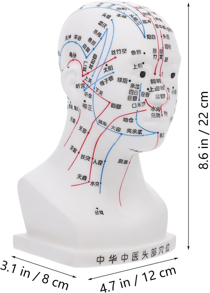 Medical Head Acupuncture Model with Facial Acupoints Soft PVC Human Head for Teaching Home School and Hospital Use and Detailed Acupoint Point Display