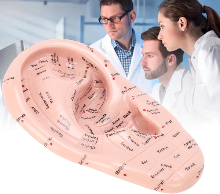 Ear Model Ear Acupuncture Model, 17Cm Acupuncture Ear Massage Model, Reflexology Acupuncture Teaching Tool Display Laboratory Supplies for Teaching Reflexology