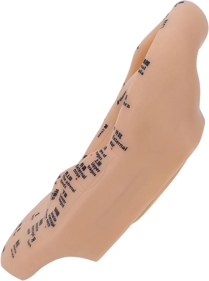 Ear Acupuncture Point Model, Clear Marked Acupoints Long Lasting Prints Adaptive Design with Resilient PVC Material for Practice Chinese Acupressure Learning