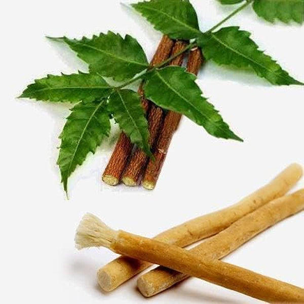 ETHENICINDIAN 10 Chewing Sticks of NEEM DATUN ORAL HERBAL TEETH & TONGUE CLEANER Traditional Teeth Cleaning Twig Prevent Tooth Decay and Gum Toothbrush Chew Sticks Natural Wild Organic Traditional