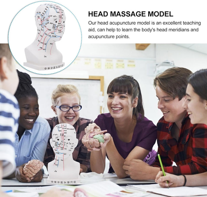 20CM Head Acupuncture Model Four Functional Acupoints Facial Acupoint Massage Model for Medical Teaching and Head Massage for Therapy