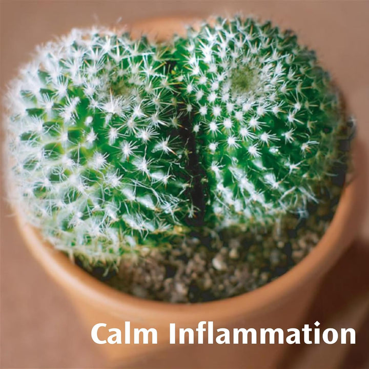 Soothing Relief Ointment, 15G