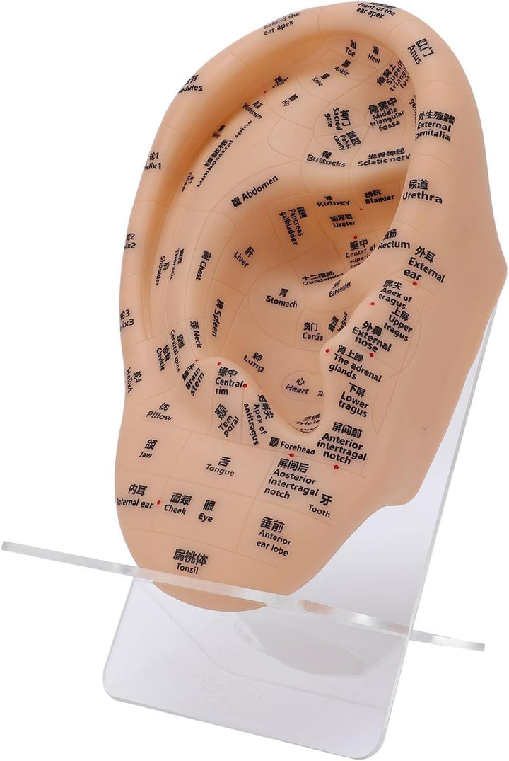 Ear Acupuncture Point Model, Clear Marked Acupoints Long Lasting Prints Adaptive Design with Resilient PVC Material for Practice Chinese Acupressure Learning