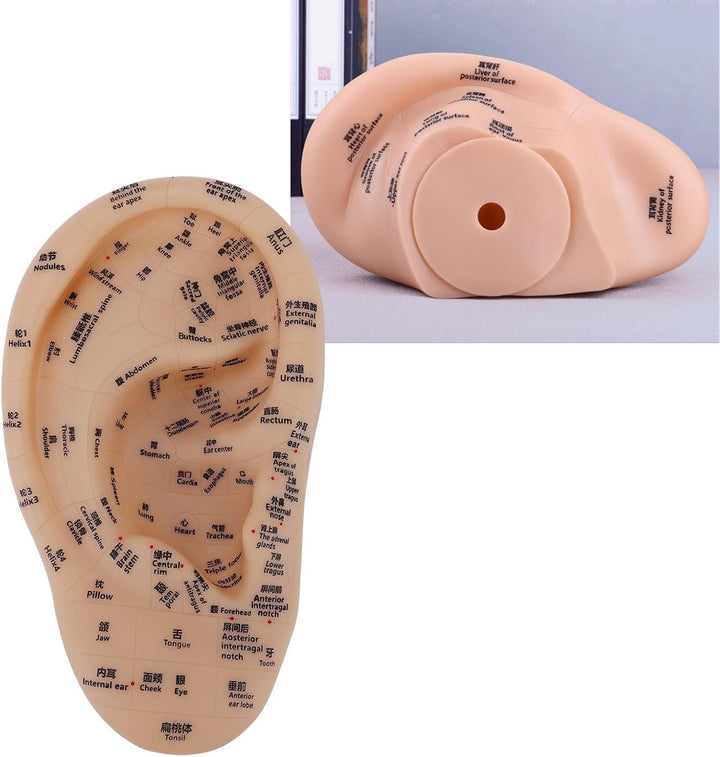 Ear Acupuncture Point Model, Clear Marked Acupoints Long Lasting Prints Adaptive Design with Resilient PVC Material for Practice Chinese Acupressure Learning