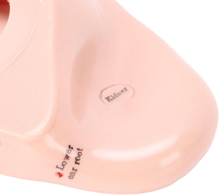 Ear Model Ear Acupuncture Model, 17Cm Acupuncture Ear Massage Model, Reflexology Acupuncture Teaching Tool Display Laboratory Supplies for Teaching Reflexology