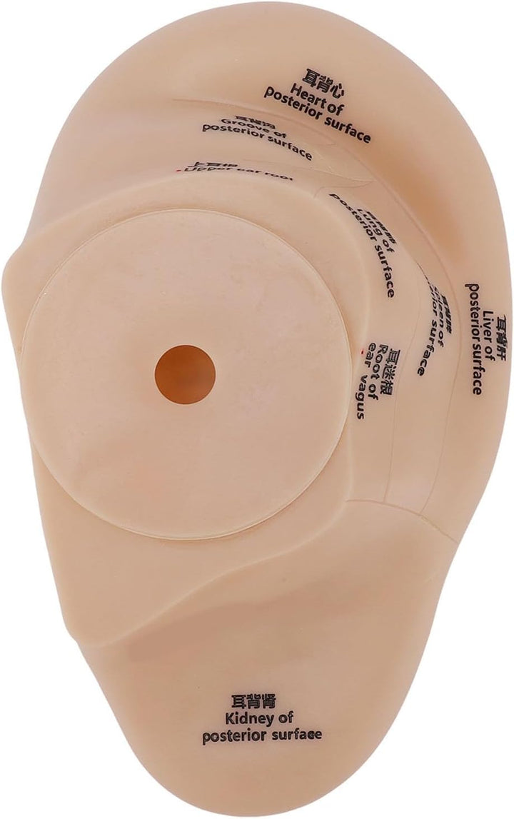 Ear Acupuncture Point Model, Clear Marked Acupoints Long Lasting Prints Adaptive Design with Resilient PVC Material for Practice Chinese Acupressure Learning