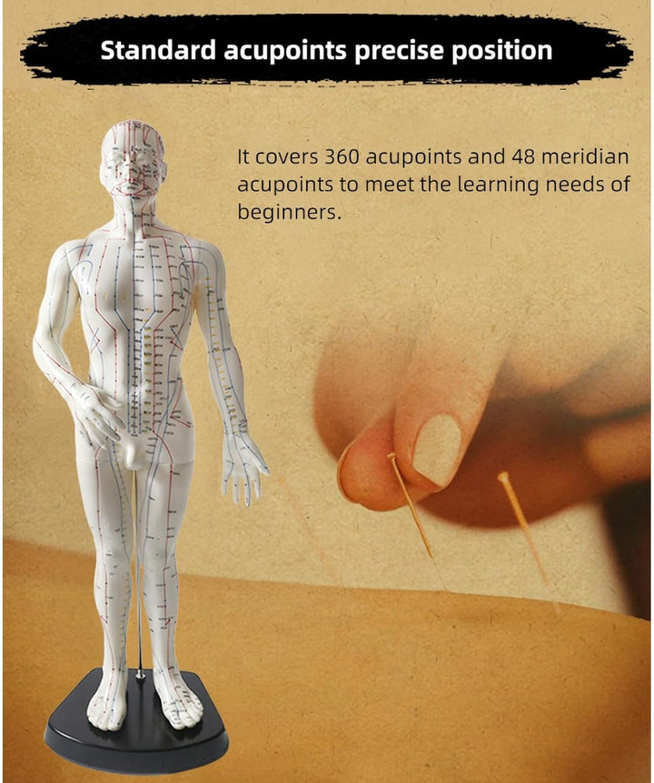 Acupuncture Point Model - 50 Cm Human Body Diagram with Engraved English Code for Meridian Massage and Needle Map, Soft Material, Ivory