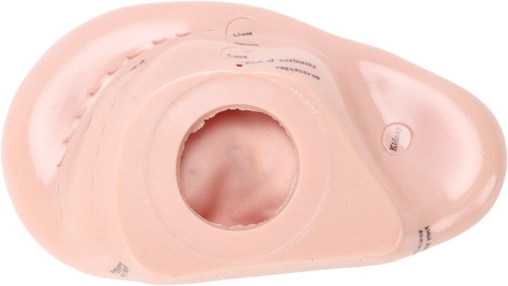 Ear Model Ear Acupuncture Model, 17Cm Acupuncture Ear Massage Model, Reflexology Acupuncture Teaching Tool Display Laboratory Supplies for Teaching Reflexology