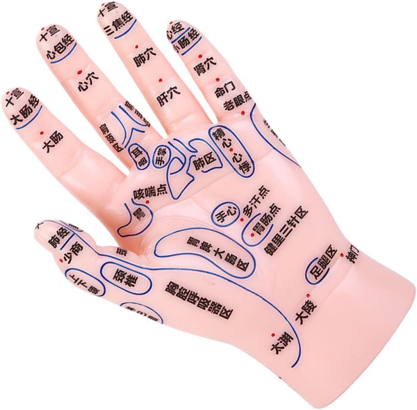 PVC Hand Acupuncture Model for Reflexology and Massage Education with Markings Beginner-Friendly Simulation Hand Tool for Tcm Teaching and Training in Medical and Massage Settings