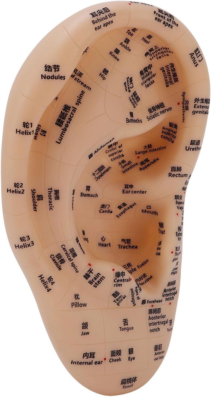 Ear Acupuncture Point Model, Clear Marked Acupoints Long Lasting Prints Adaptive Design with Resilient PVC Material for Practice Chinese Acupressure Learning