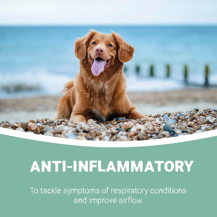 Cough Medicine for Dogs, Cats & Pets 30Ml - 100% Natural Dry Cough Liquid Drops Remedy for Kennel Cough, Respiratory Tract Symptoms, Dry Nose, Sneezing & Barky Hacking