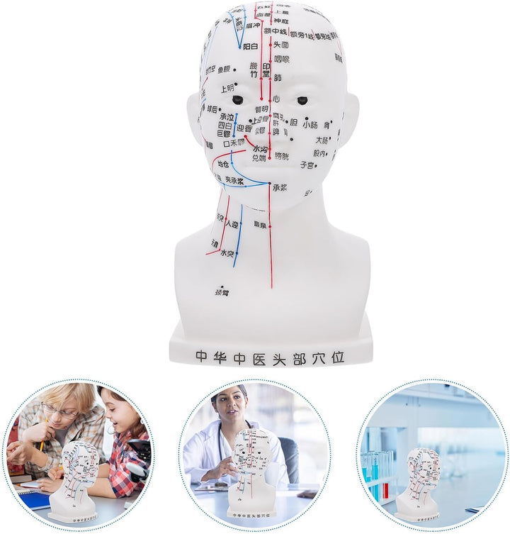 20CM Head Acupuncture Model Four Functions White Facial Acupoint Massage Model for Traditional Chinese Medicine Teaching and Head Massage for Training