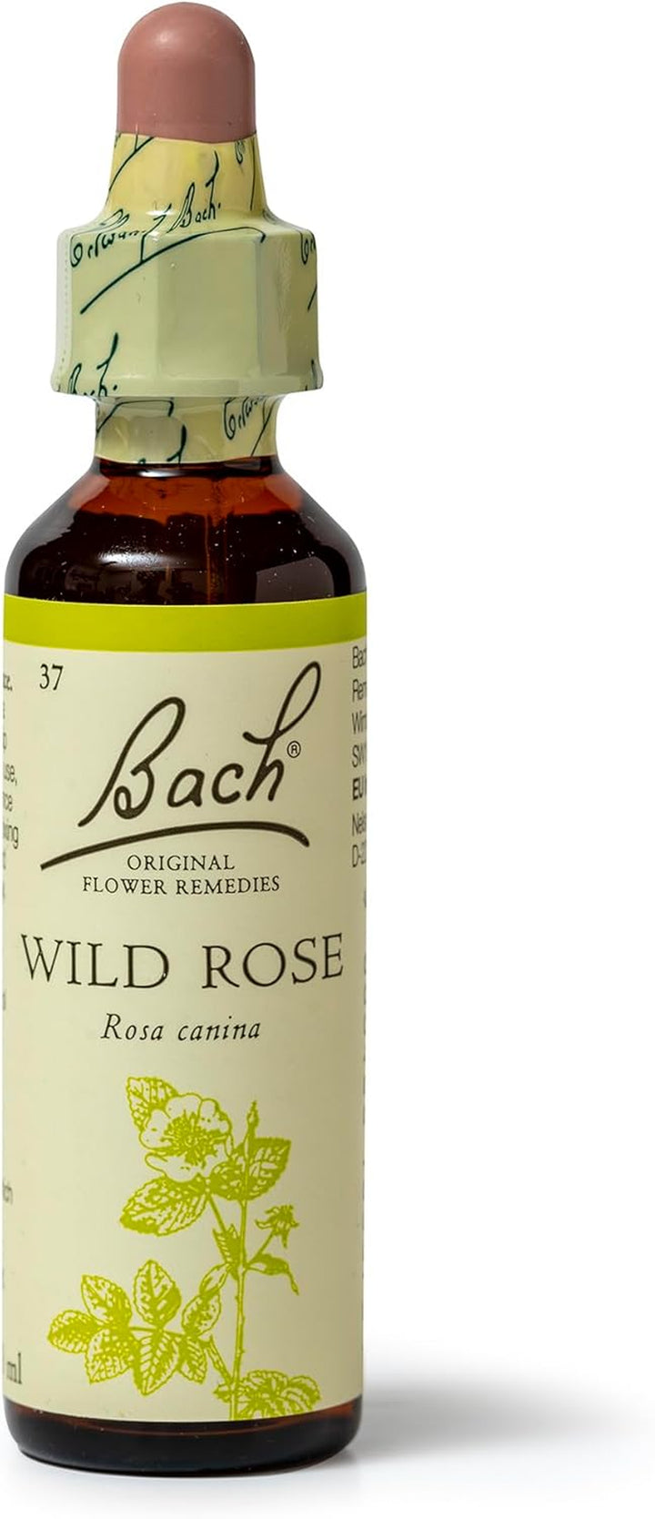 Original Flower Remedies (Wild Rose) Live the Day, Show Enthusiasm, Emotional Wellness, Natural Flower Essence, 20Ml