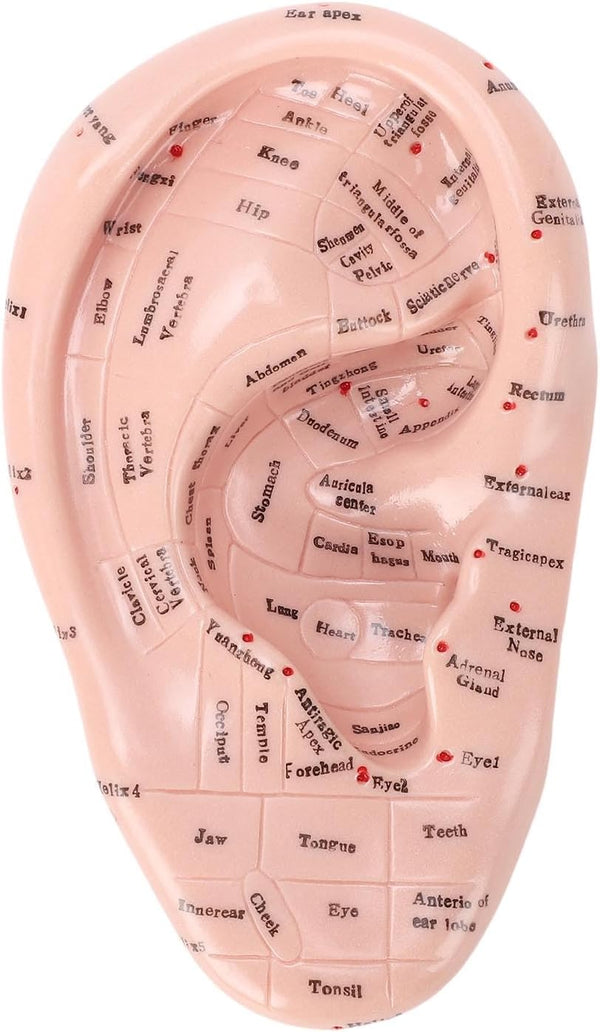 Ear Model Ear Acupuncture Model, 17Cm Acupuncture Ear Massage Model, Reflexology Acupuncture Teaching Tool Display Laboratory Supplies for Teaching Reflexology