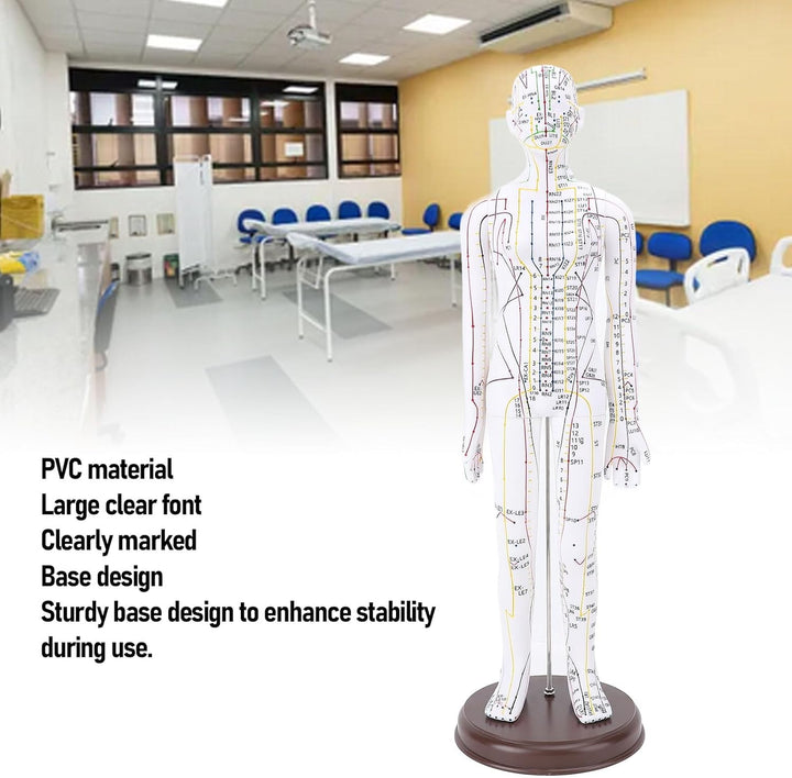 Acupuncture Model, 52Cm PVC Human Body Model with Accurate Acupoint Positioning and Sturdy Base, with Manual for Traditional Acupuncture Training and Practice (Women Type)
