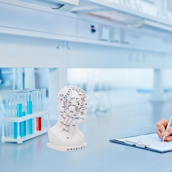 20CM Head Acupuncture Model Four Functional Acupoints Facial Acupoint Massage Model for Medical Teaching and Head Massage for Therapy