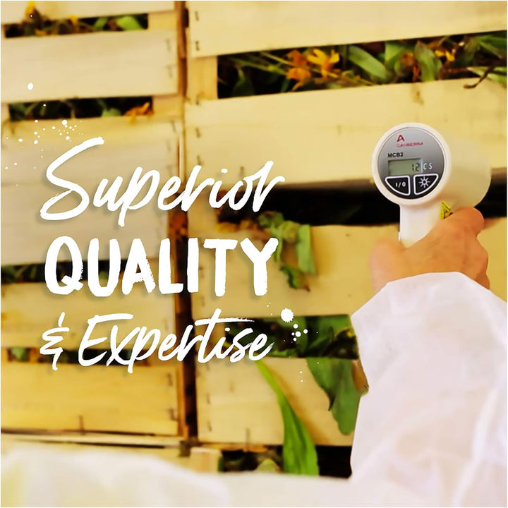 Arnica Montana 200Ck Homeopathic Medicine for Muscle Pain and Stiffness - Pack of 3 (240 Pellets)