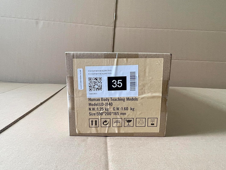 Infant CPR Training Manikin, Heimlich Maneuver and Cardiopulmonary Resuscitation (CPR) Practice, Professional Infant Airway Obstruction Training Manikin, Baby Infarction Model for Education