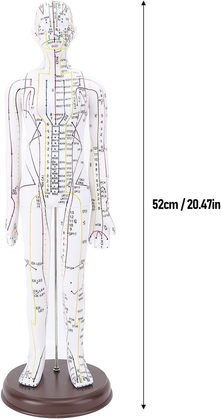 Acupuncture Model, 52Cm PVC Human Body Model with Accurate Acupoint Positioning and Sturdy Base, with Manual for Traditional Acupuncture Training and Practice (Women Type)