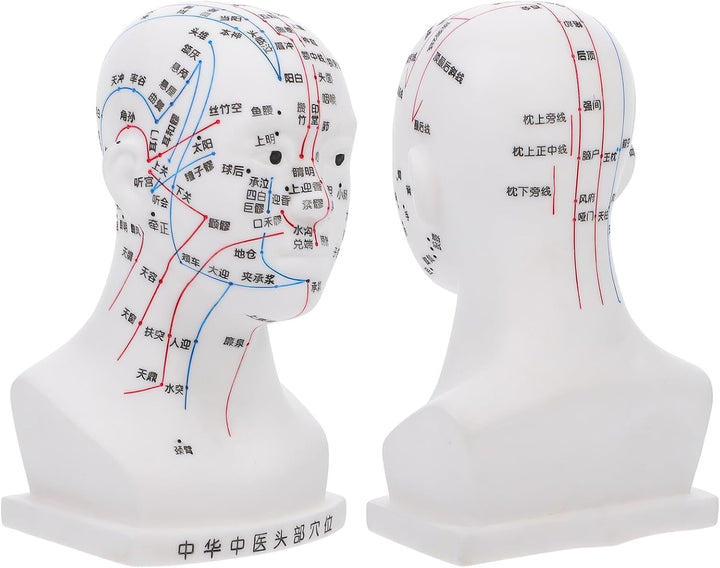 Medical Head Acupuncture Model with Facial Acupoints Soft PVC Human Head for Teaching Home School and Hospital Use and Detailed Acupoint Point Display