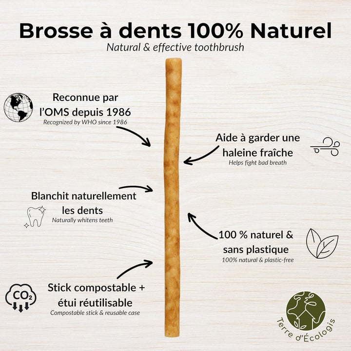 Set of 3 Natural Siwaks + 1 Case - Eco Friendly Toothbrush - Salvadora Persica Wood - Pakistan Origin - Zero Waste