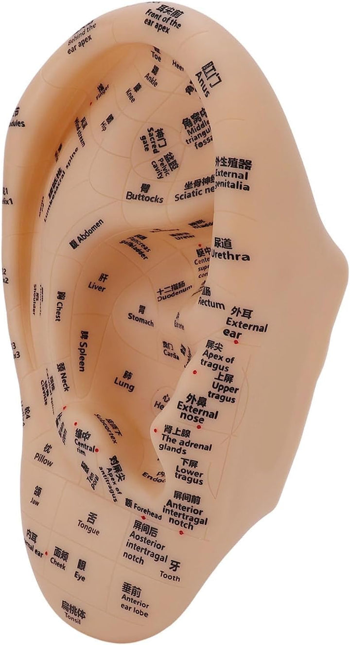 Ear Acupuncture Point Model Ear Zone Massage Model Laboratory Supplies for Acupoints Pressure Point Learning 30X17Cm