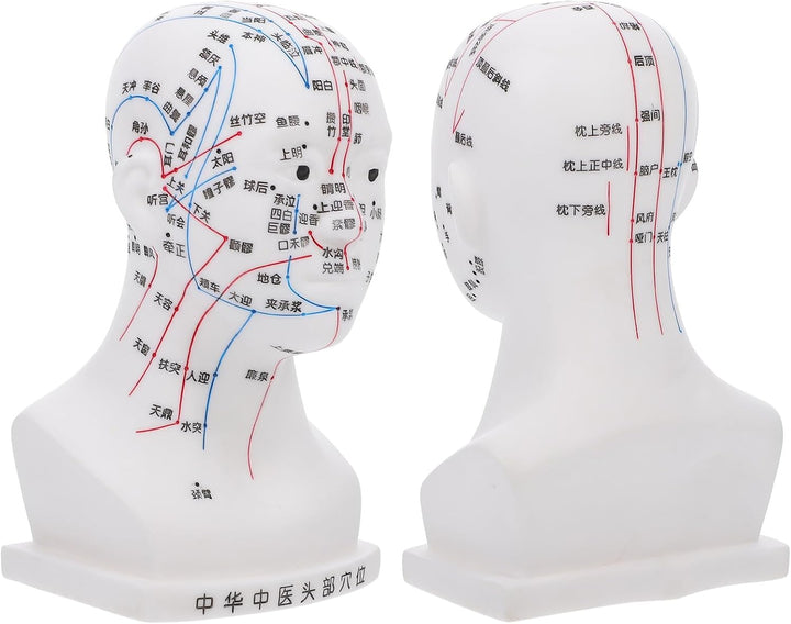 20CM Head Acupuncture Model Four Functions White Facial Acupoint Massage Model for Traditional Chinese Medicine Teaching and Head Massage for Training
