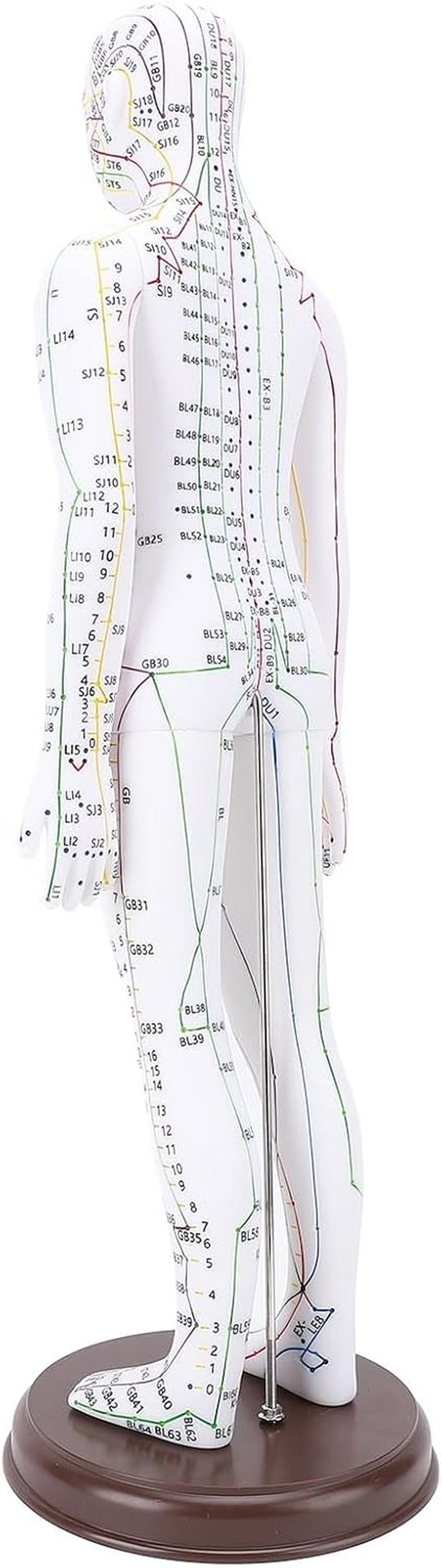 Acupuncture Model, 52Cm PVC Human Body Model with Accurate Acupoint Positioning and Sturdy Base, with Manual for Traditional Acupuncture Training and Practice (Women Type)