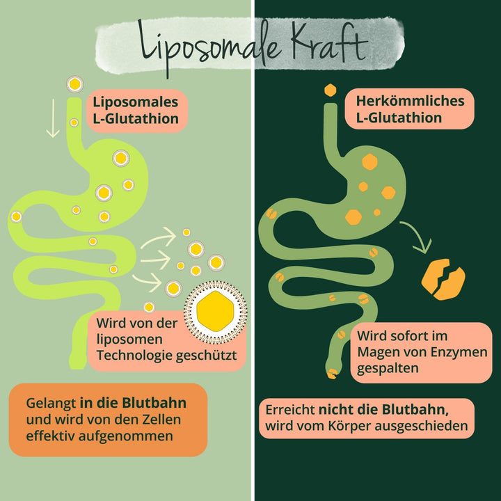 L-Glutathione Complex | with Glycin, Pureway-C Vitamin C Liposomal and MSM | NO Additives | Vegan | 90 Capsules