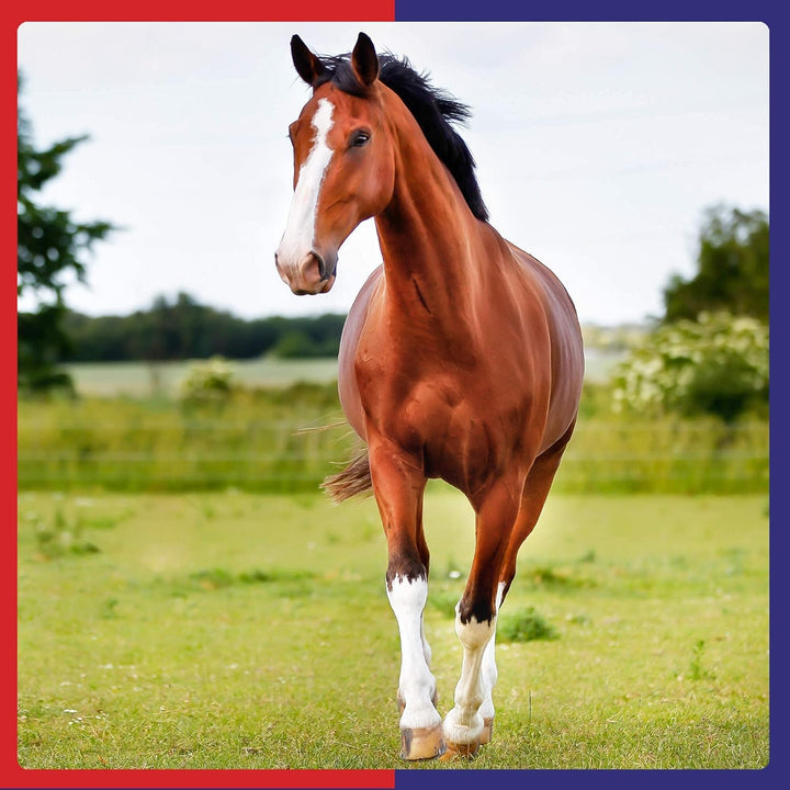 Equine America Turmeric Xtra 3KG