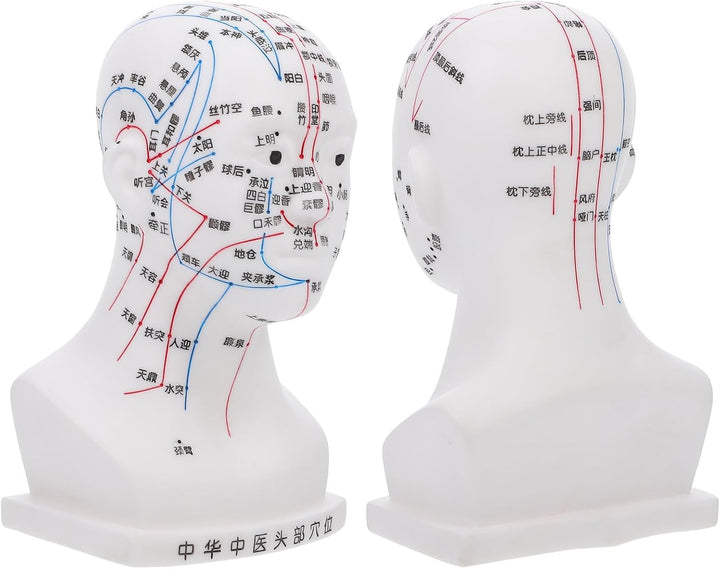 20CM Head Acupuncture Model Four Functional Acupoints Facial Acupoint Massage Model for Medical Teaching and Head Massage for Therapy
