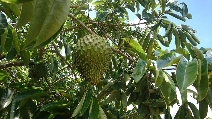 100 G Premium Soursop Leaves – New Harvest – Natural – without Pesticides – Direct from the Manufacturer